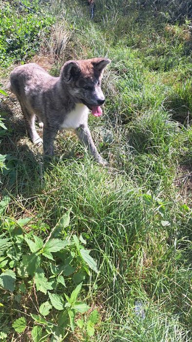 Akita inu  piesek