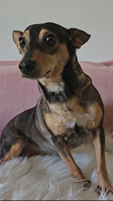 Mala Hania szuka domu