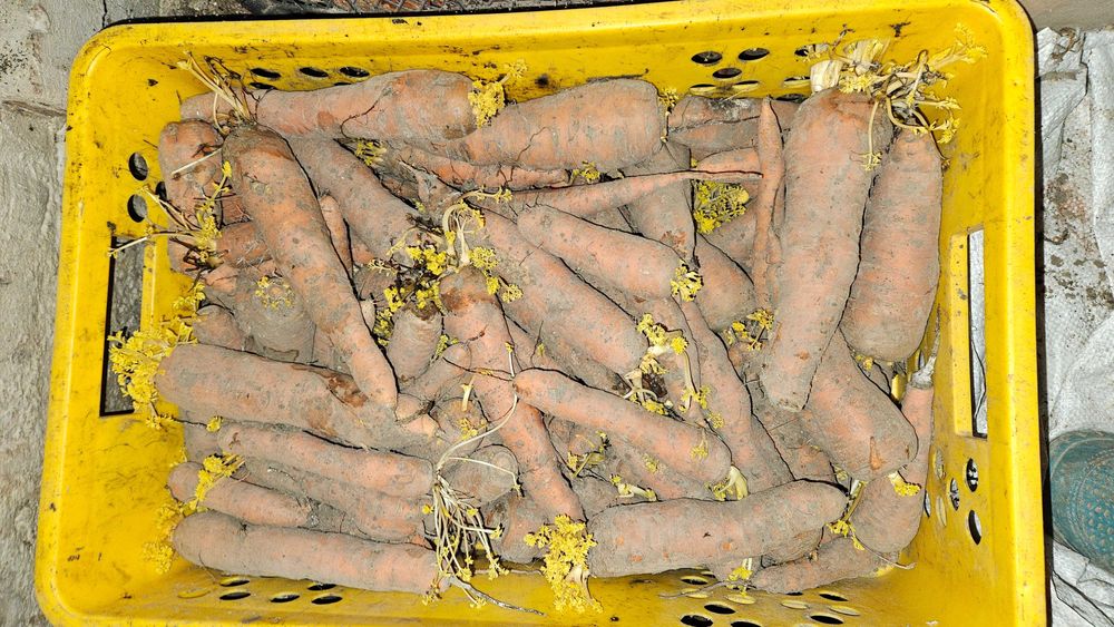 Продам картоплю велику , морква , буряк кормовий цибуля