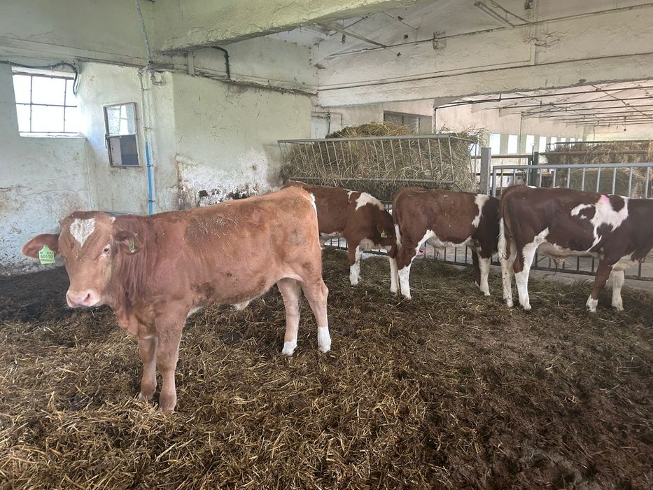 Opasy Cielęta Mięsne Byczki Simental Odsadki 200kg 22 sztuki