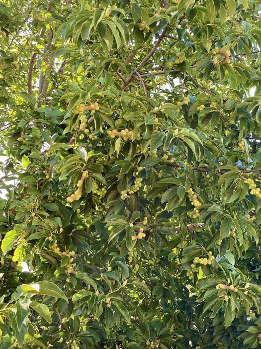 Magnolia drzewiasta nasiona magnolii 6x drzewo