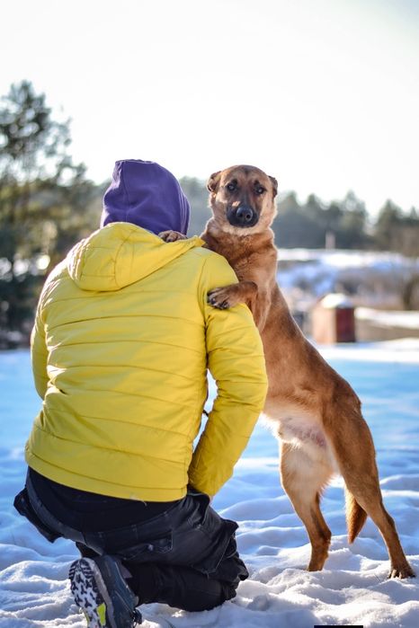 Ziomuś kochany psiak do adopcji