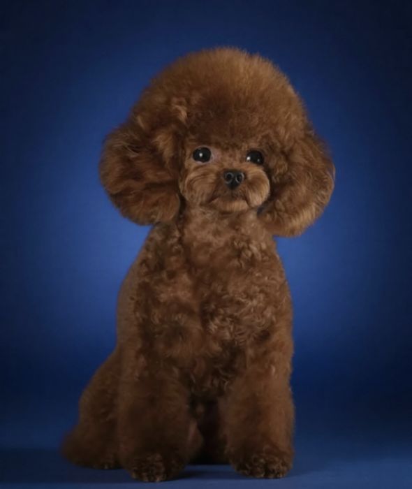 Chlopak.100% pudel Toy