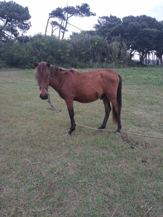 Cavalo médio mansinho
