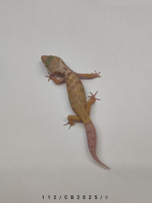 Samiczki Gekon Lamparci