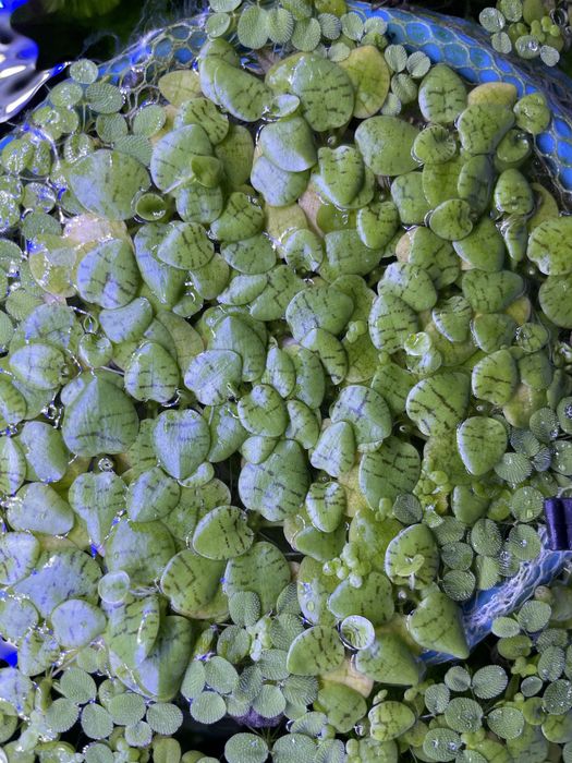 Troco plantas dos meus aquários