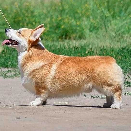 Кобель вельш корги пемброк, тестирован . Закрыл интерчемпиона.