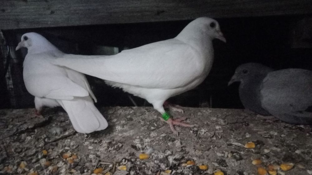 Pombos brancos para casamentos batizados e outros fins
