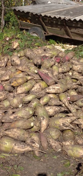 Продам кормовий бурак