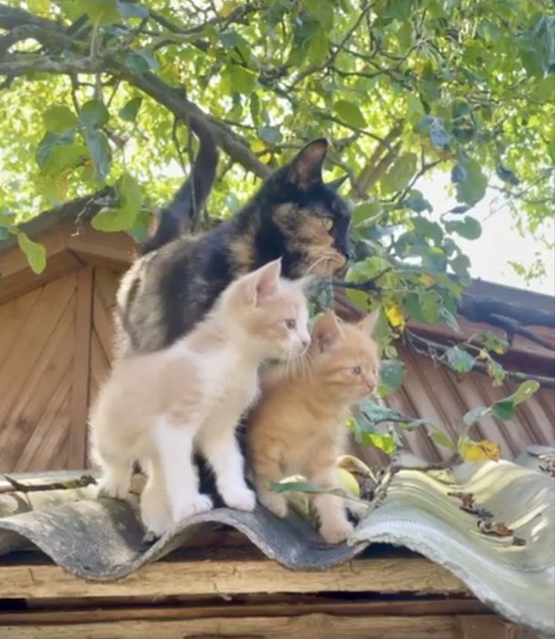 Віддам Котики 2 місяці