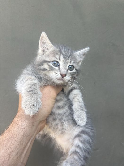 Котенята домашні