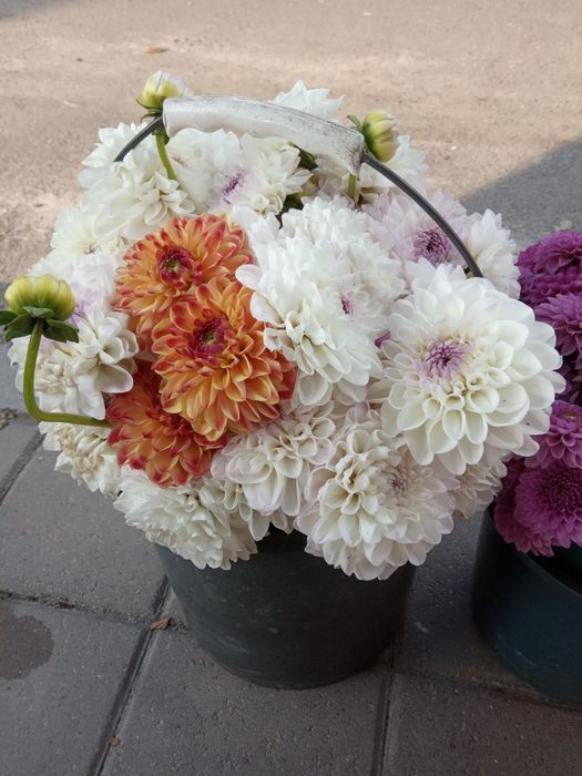 Георгина,жоржина кусты,корни,деленки