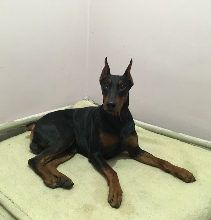 Щенки Немецкого пинчера, возраст 1 месяц, открыт резерв