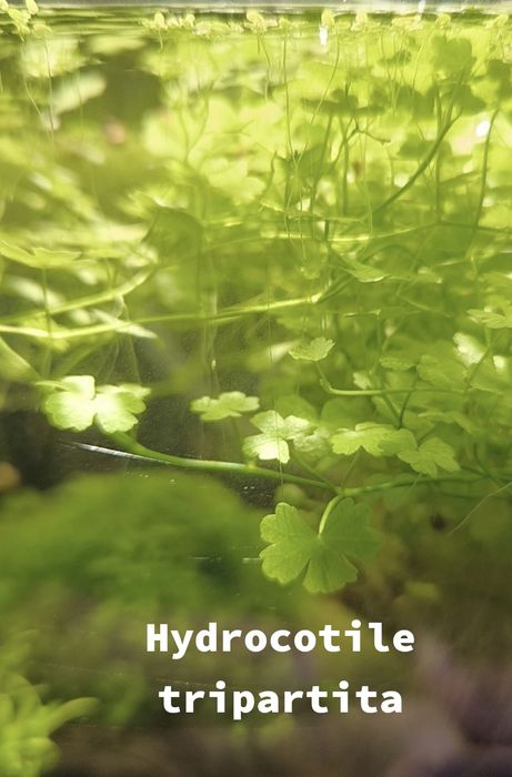 Musgos diversos para aquário