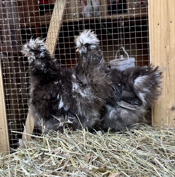 Silki 22 tygodnie kury i koguty