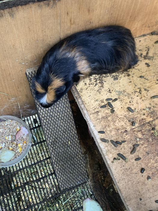 Морські свинки різні