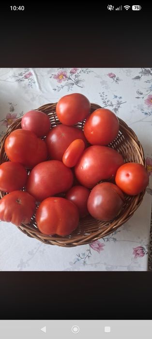 Pomidory ogórki jeżyny maliny ziemniaki