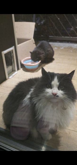 Гарна пухнаста киця в добрі руки