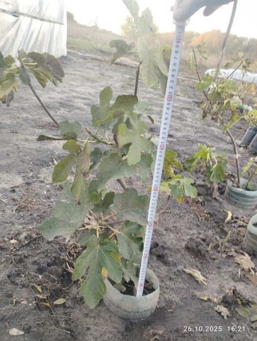 Інжир гранат актинідія