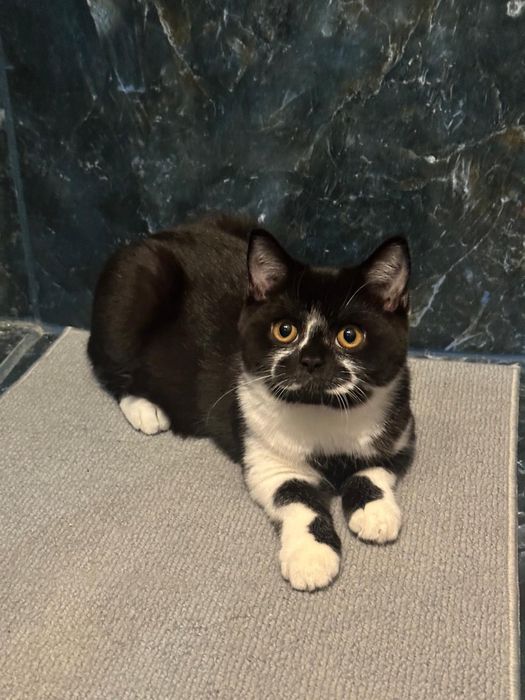 Kotki Brytijskie Krótkowłose /  Bicolor /WCF gotowe do odbioru