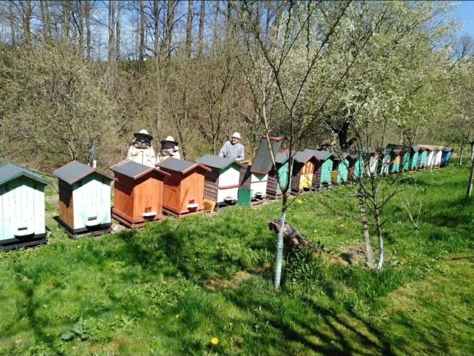 Ule wielkopolskie na sprzedasz