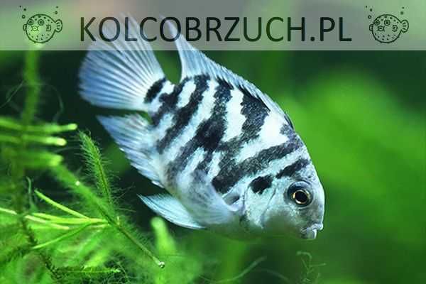 Pielęgnica papuzia odmiana BLUE TIGER - Cichlasoma parrot - dowozimy