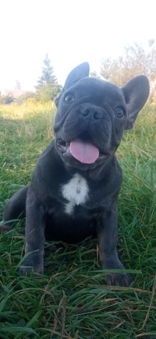 Бульдоги де франсе