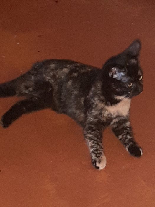 Курильский бобтейл 11 мес,редкий черепаховий окрас,дівчинка 8 міс.