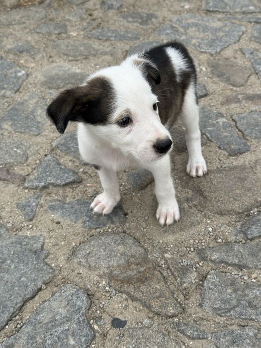 Border Collie fêmea