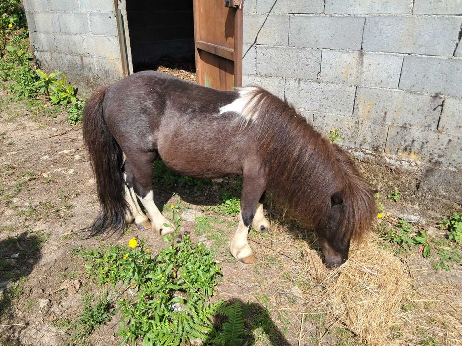 Animais cavalos e póneis