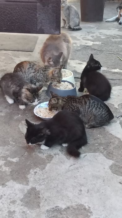 Коти і 1 кішка жруть все підряд