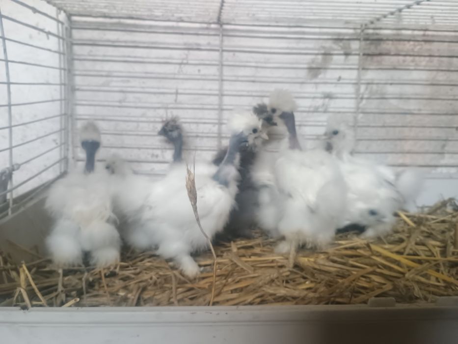 Sprzedam kochin karzełek