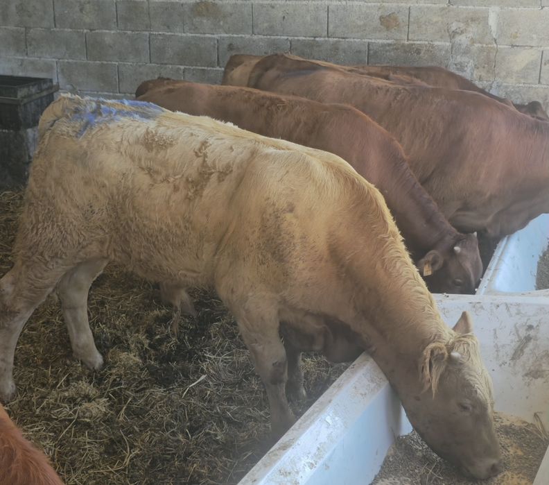 Lote 7 Vitelos cruzados limousine e angus