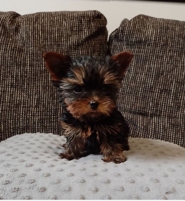 Miniaturowy chłopczyk Yorkshire Terrier