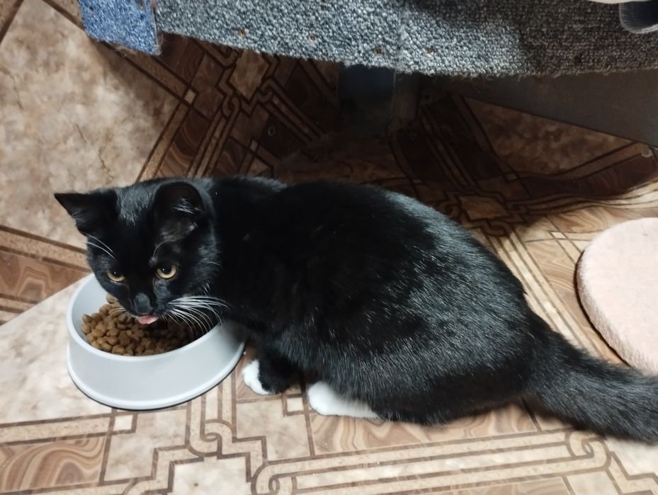 Młodziutka kotka Ramona czeka na dom w schronisku