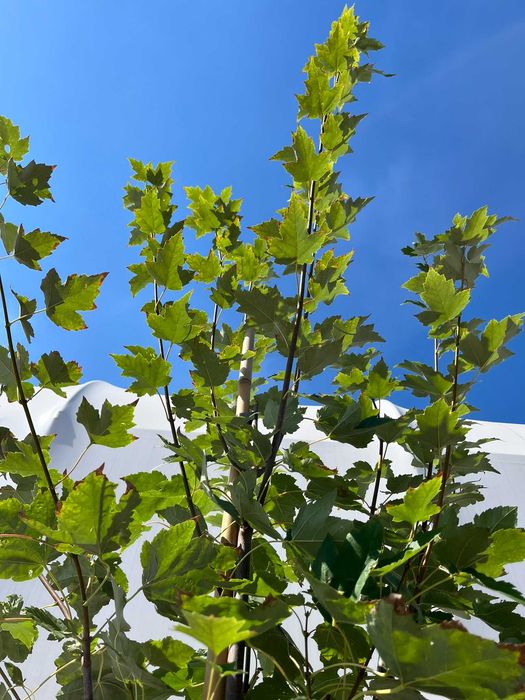 Klon czerwony Acer rubrum C15 Ø 8–10 - intensywne kolory jesieni