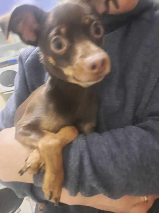 В'язка той тер'єр (стандарт, 4 роки 3,3 кг)