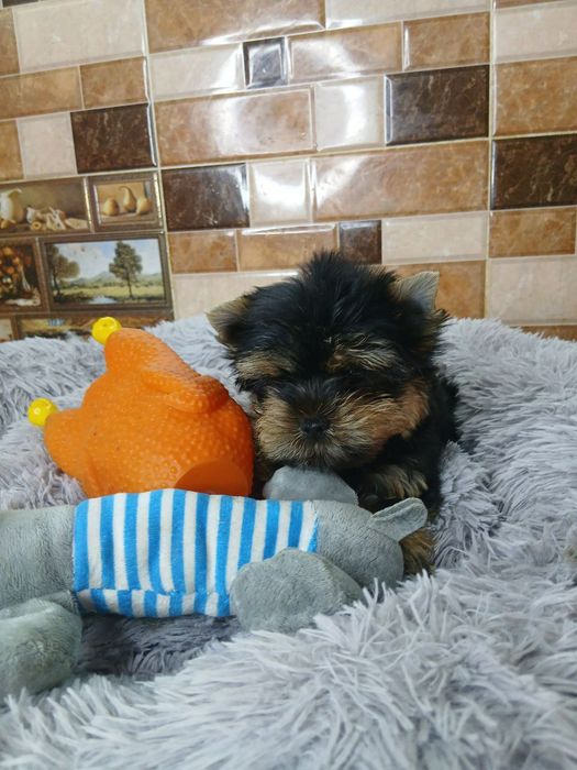 Сказочной красоты мини йорик