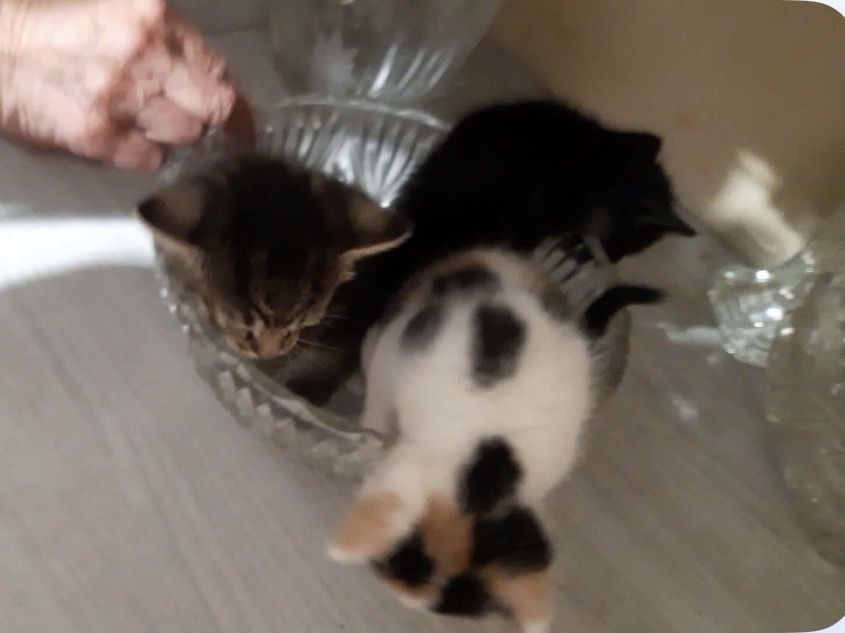 Kociaki do oddania w dobre rece od 10 pazdziernika