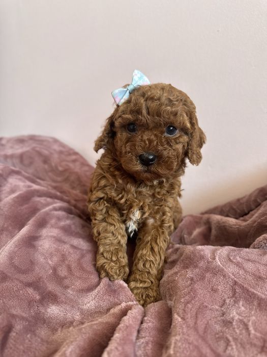 Dalia Suczka Pudel Maltipoo Bichpoo Wyprawka Badania genetyczne