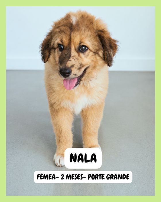 Cadela  - 2 meses - P. Grande - Vila Verde, Braga