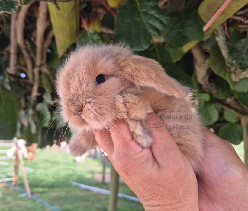 Coelhos Anões Mini Lop – Amor em Forma de Coelho
