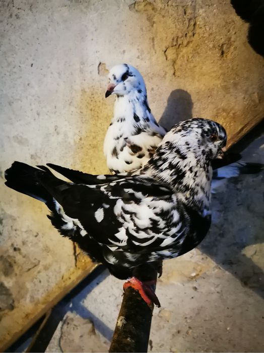 Golebie Kingi mlode pary likwidacja