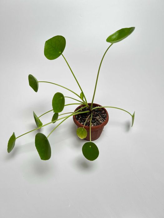 Набір рослин: пілея, фіалка, епіпремнум, філодендрон