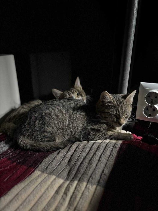 Кошенята 4-5 місяців в добрі руки