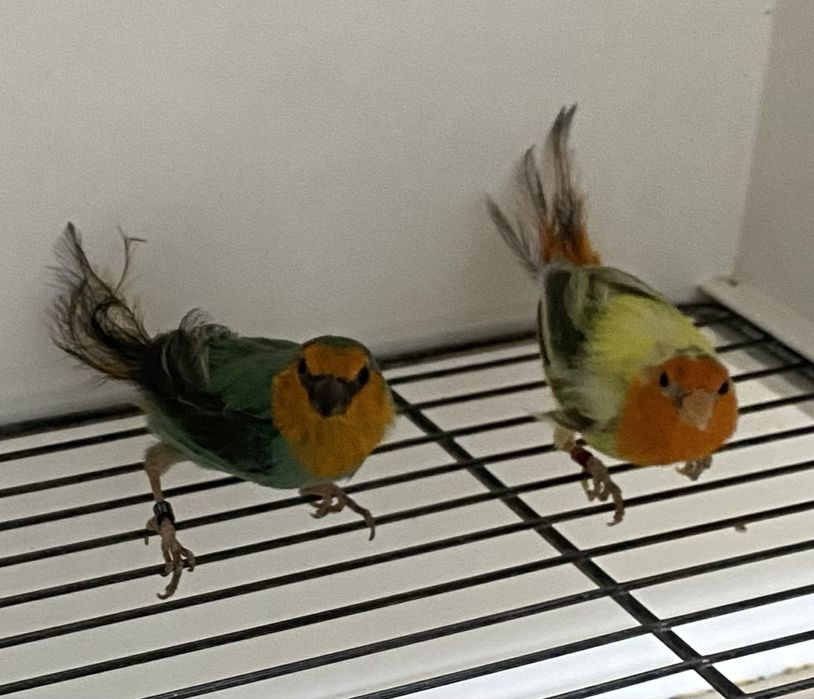 Diamantes papagaios, verde mar, áqua e lutinos