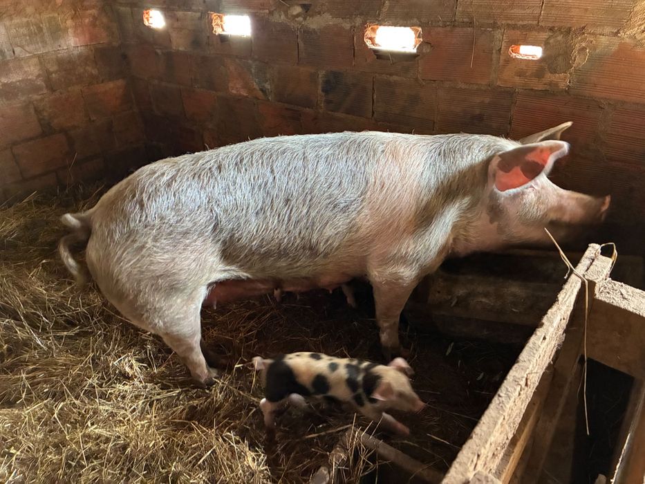 Porca criada ao ar livre