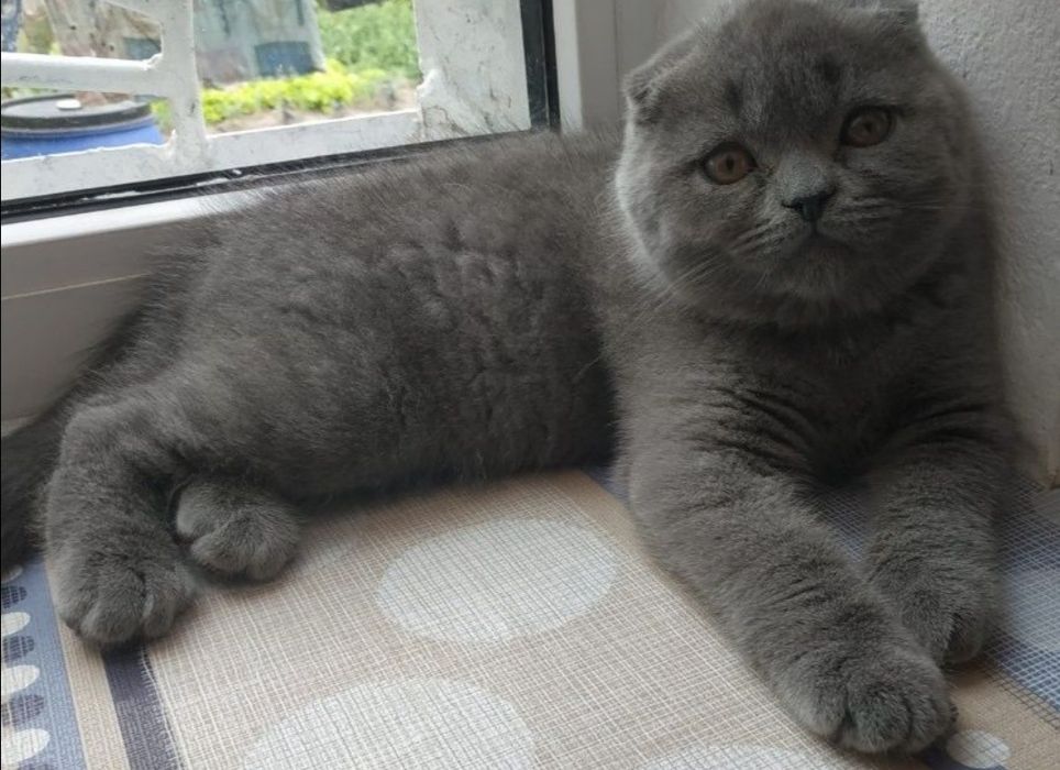 Гарний висловухий котик на вязку