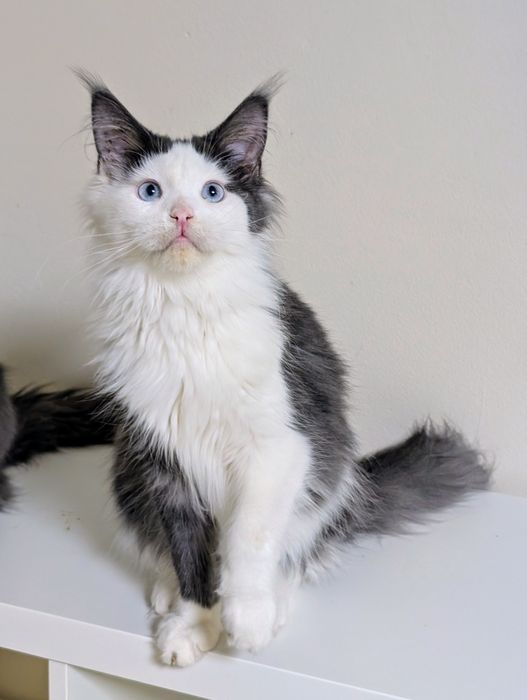 Ciri kotka Maine Coon. Opcja hodowlana. Zapraszamy