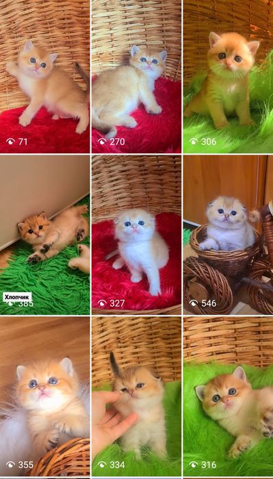 Шотландские малыши золотая шиншилла